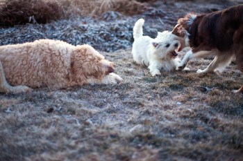 Puppies Playing